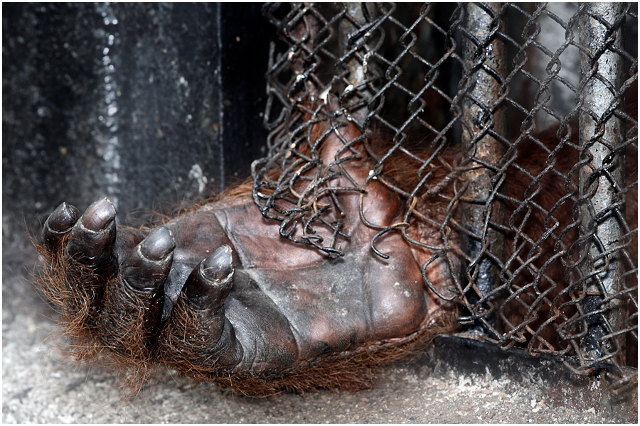 Фото жизнь (light) - Aleetet - Животные - Кто мы?