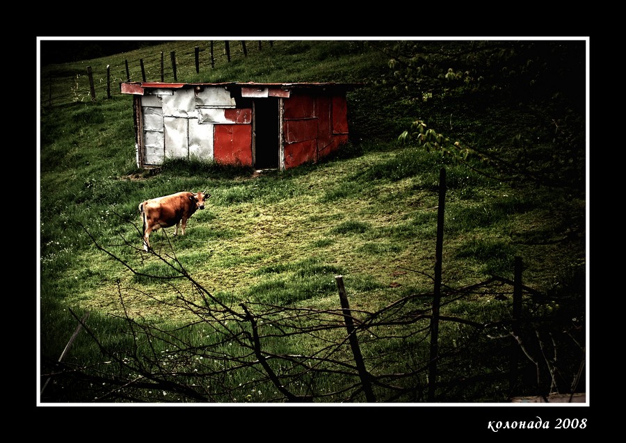 Фото жизнь - kolonada - корневой каталог - ...а здесь можно видеть корову