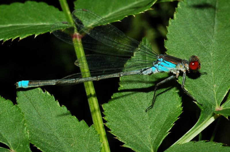 Фото жизнь (light) - A_A - Насекомые - ***