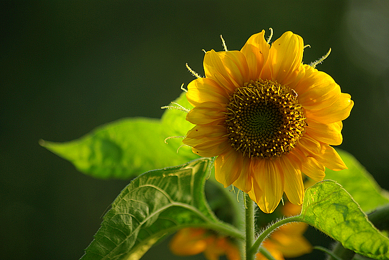 Фото жизнь (light) - Akel - Макро, цветы, капельки - ...