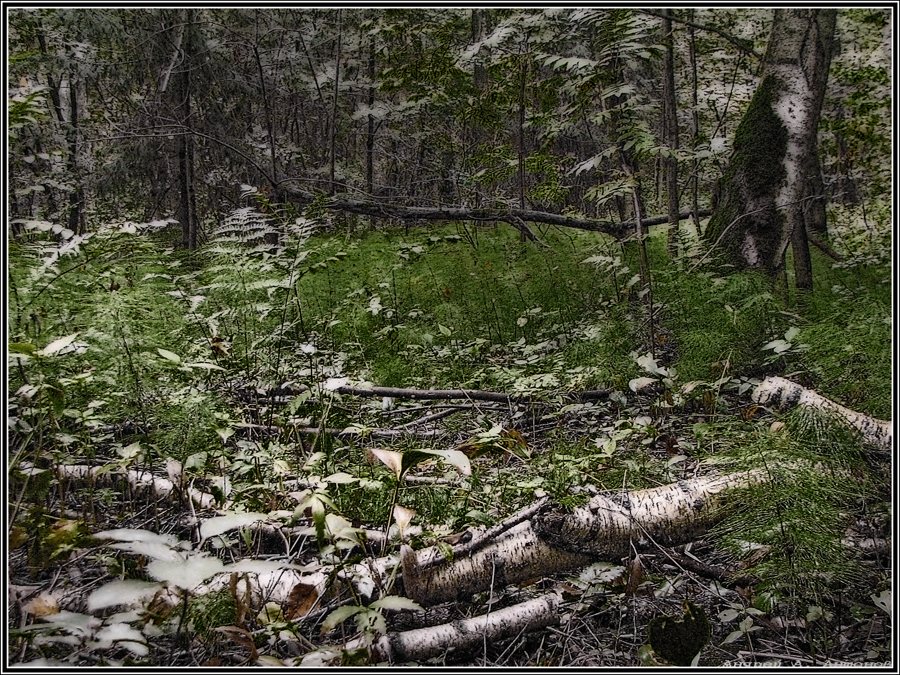 Фото жизнь (light) - andreanto - Природа, пейзаж - В лесу... 2