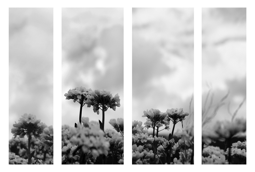 Фото жизнь (light) - Villy - чб фотография - IIII