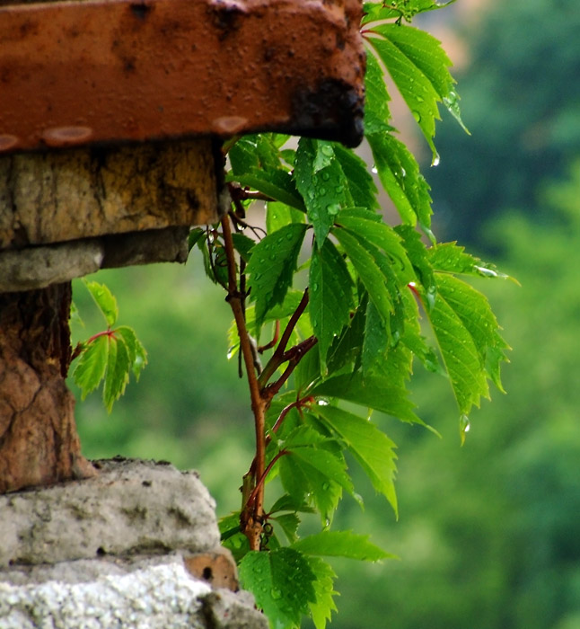 Фото жизнь (light) - RennO - Nature, landscapes - Кап-кап