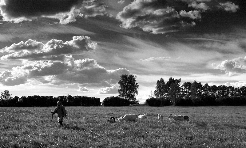Фото жизнь (light) - Белков Анатолий - корневой каталог - Простой летний, Ч/б пейзаж, с пастушкой, и козами.
