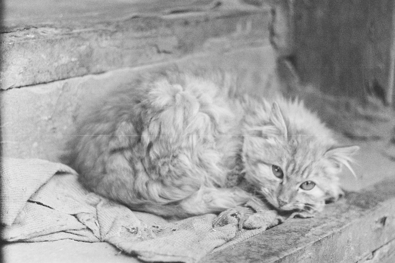 Фото жизнь (light) - frida - корневой каталог - мрр