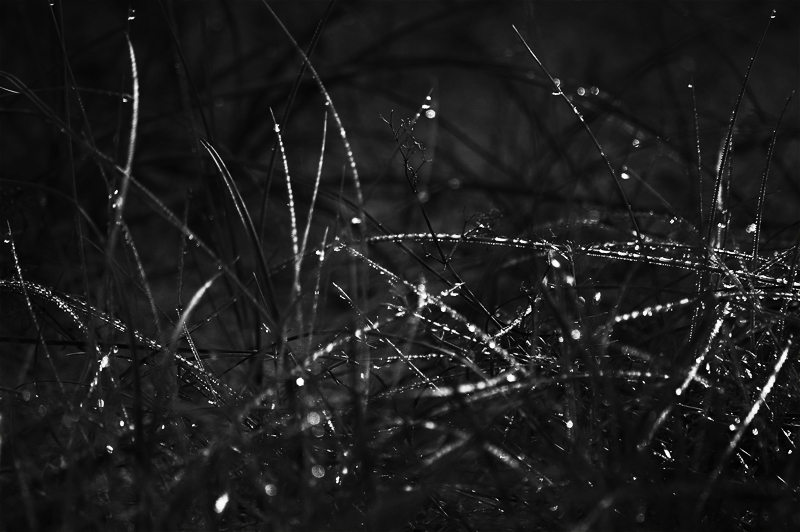 Фото жизнь (light) - chveta_neba - мёд отчуждения - колючей проволоки стаккато
