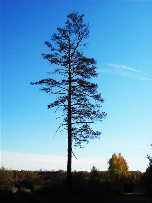Фото жизнь