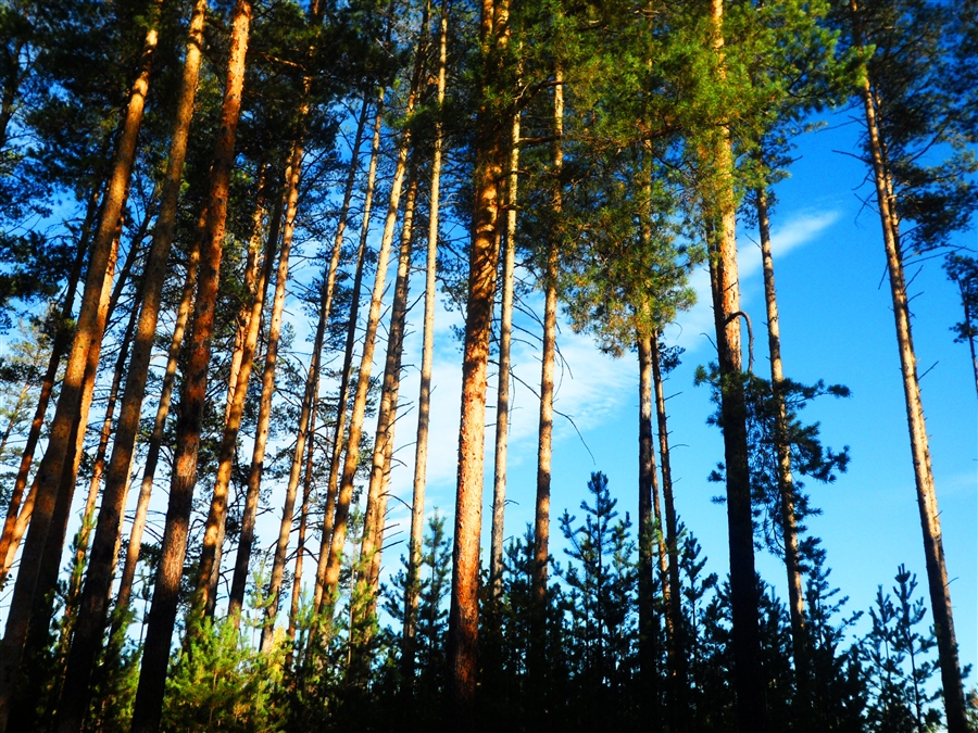 Фото жизнь