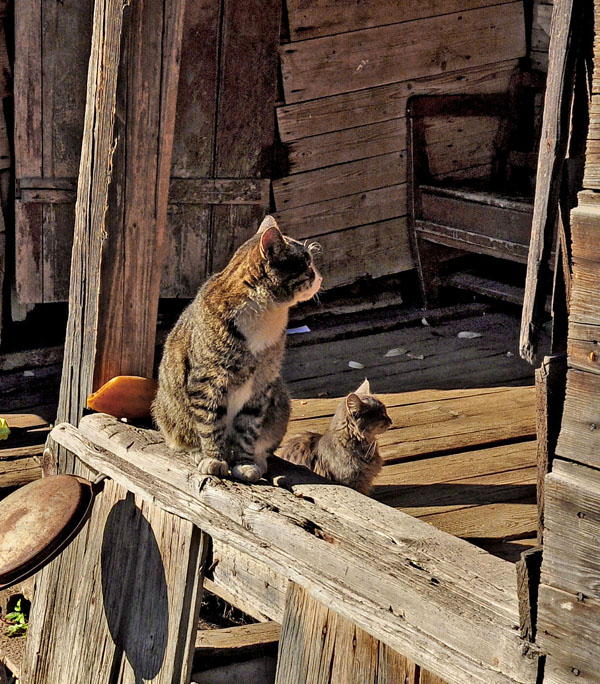 Фото жизнь (light) - Владимир Богачев - Котовасия - Эволюция котов.  Покровительственная окраска.