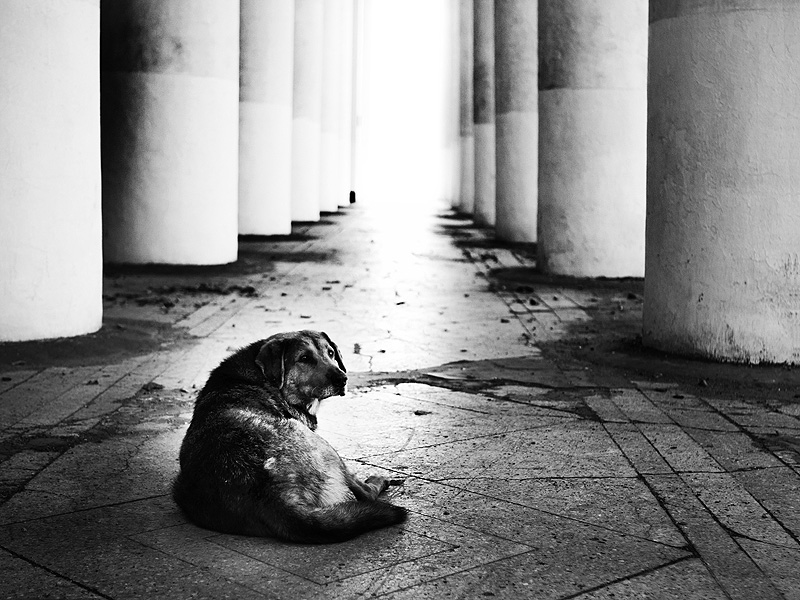 Фото жизнь (light) - Максим Юлдашев - корневой каталог - Все псы попадают в рай