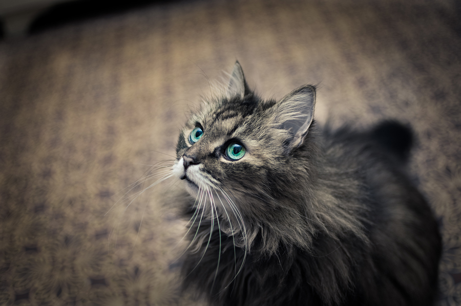 Фото жизнь - Anton_Kuzmin - корневой каталог - beautyful eyes