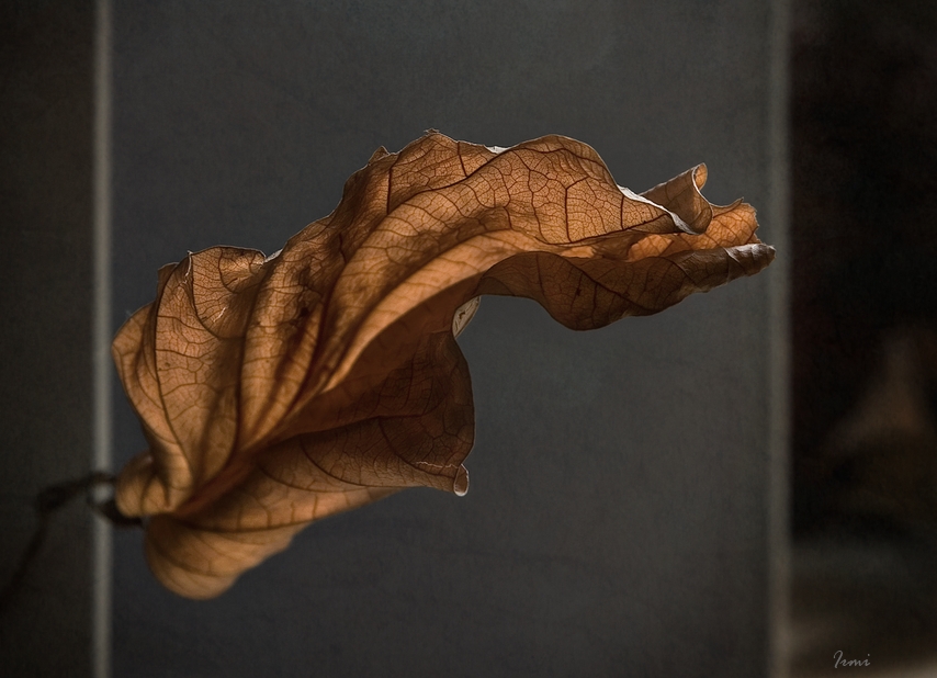 Фото жизнь (light) - Irmi - Натюрморт - Осенний лист