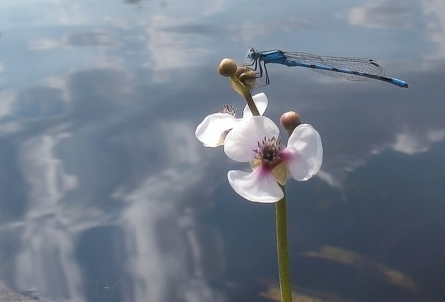 Фото жизнь (light) - Loura - корневой каталог - ***