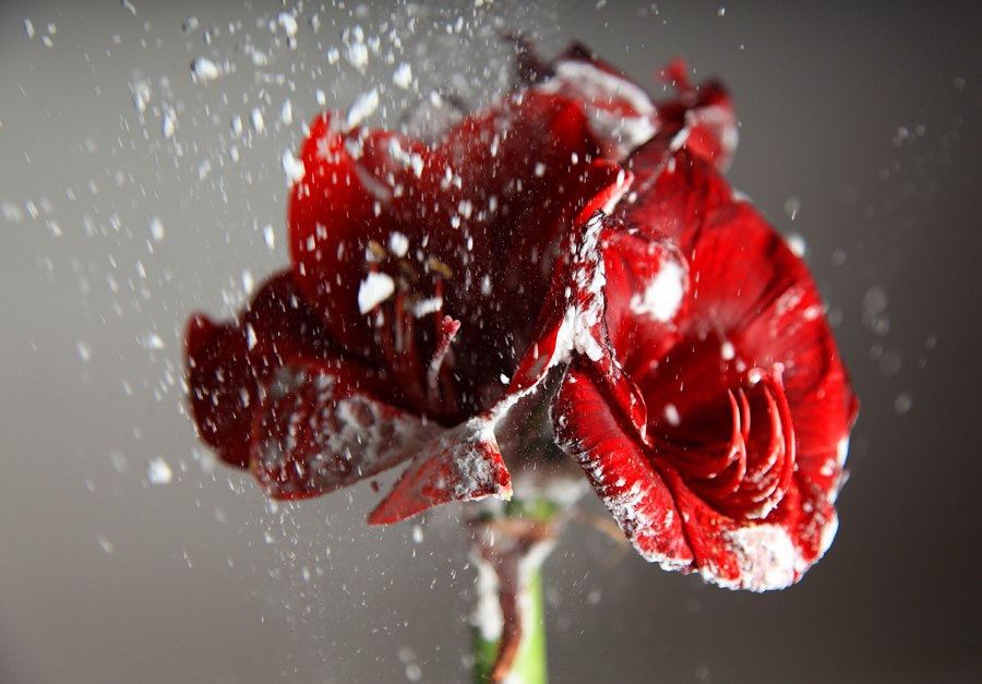 Фото жизнь (light) - Ekaterina Nikitina - Flowers - ***