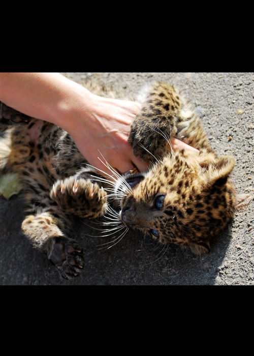 Panthera pardus sickenbergi