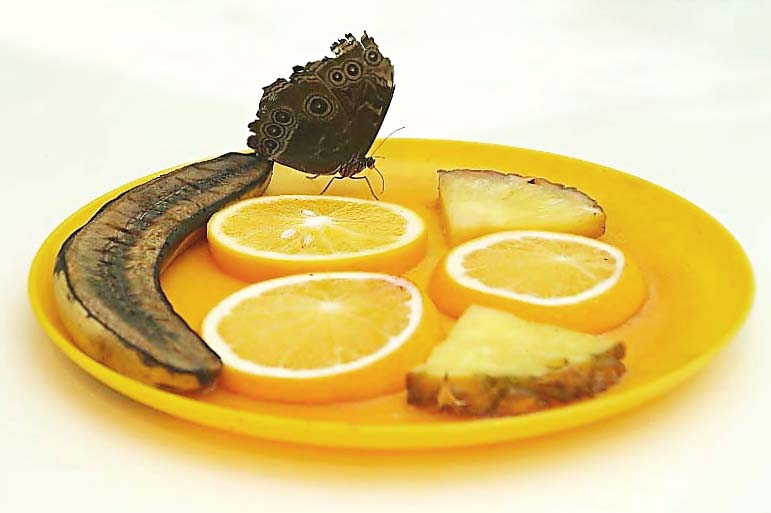 Фото жизнь (light) - Sema Filina - корневой каталог - ужин бабочки