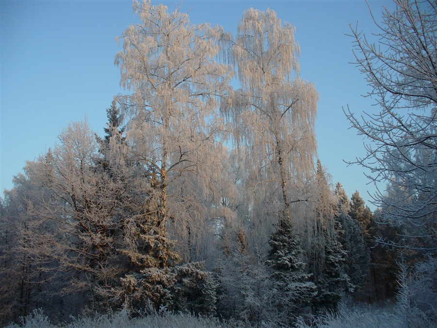 Фото жизнь
