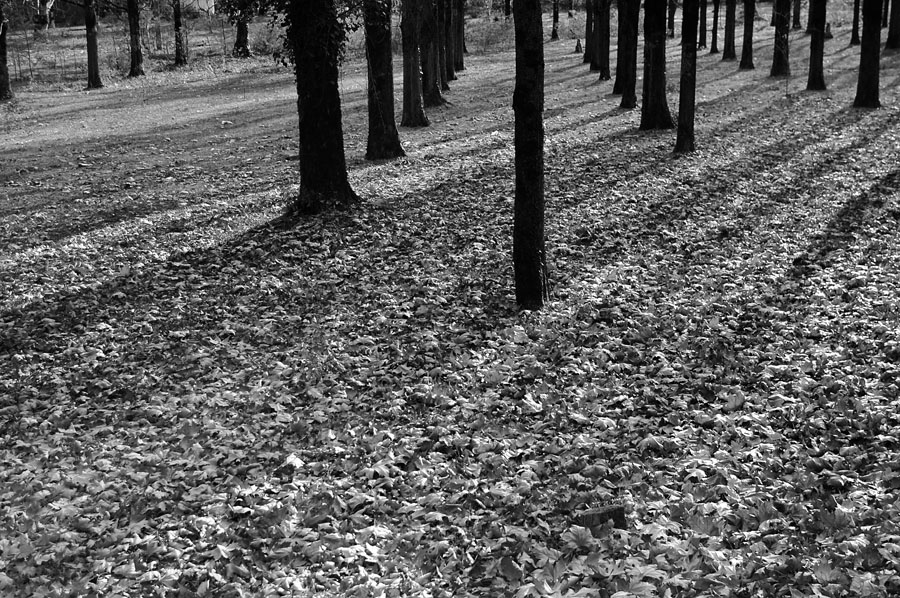 Фото жизнь (light) - Gela Ghatchava - корневой каталог - trees