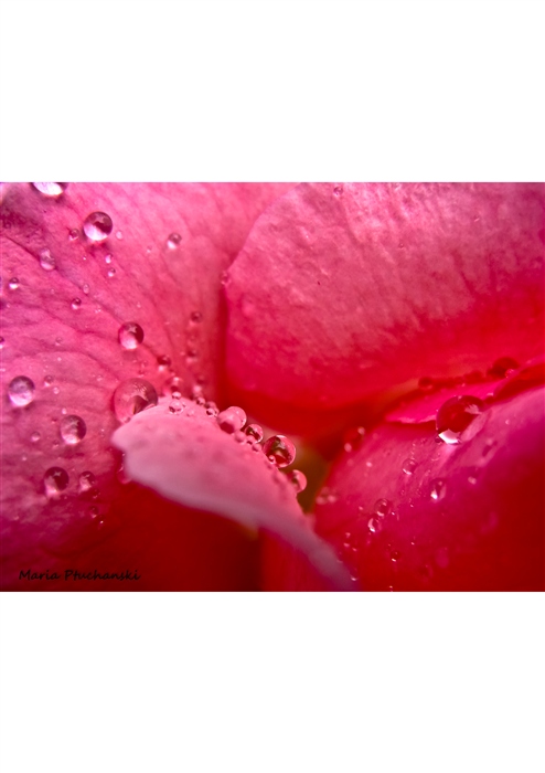 Дождливая роза