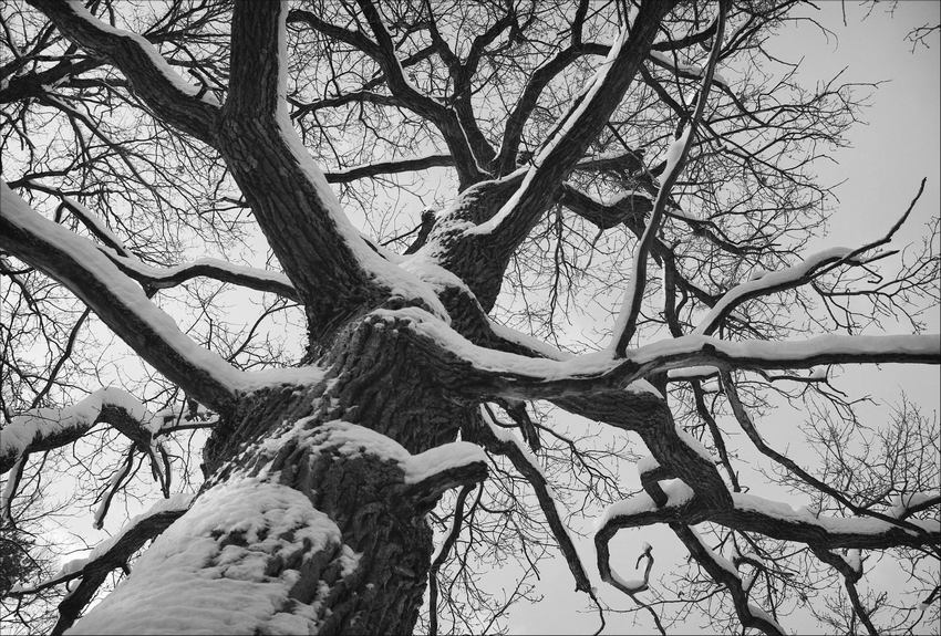 Фото жизнь - Елена - природа - про дерево...