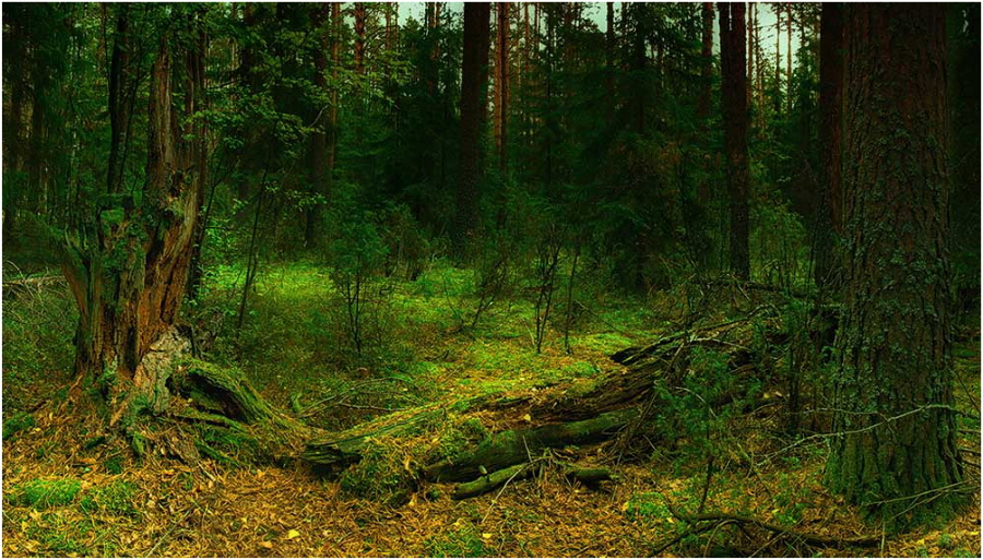 Фото жизнь (light) - Андрей Ситников - Лесные тропы - Былое величие