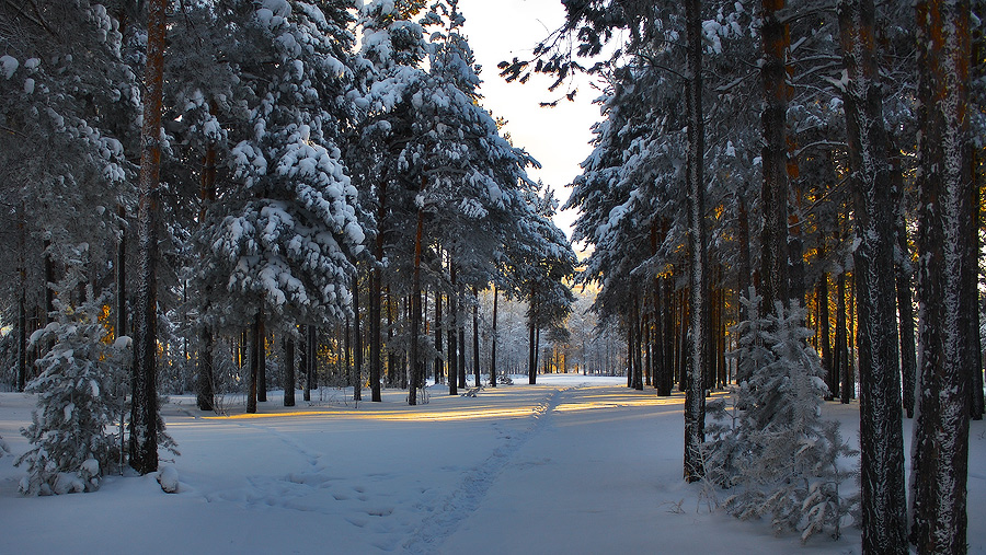 Фото жизнь (light) - Сергей Death - корневой каталог - В зимнем парке..