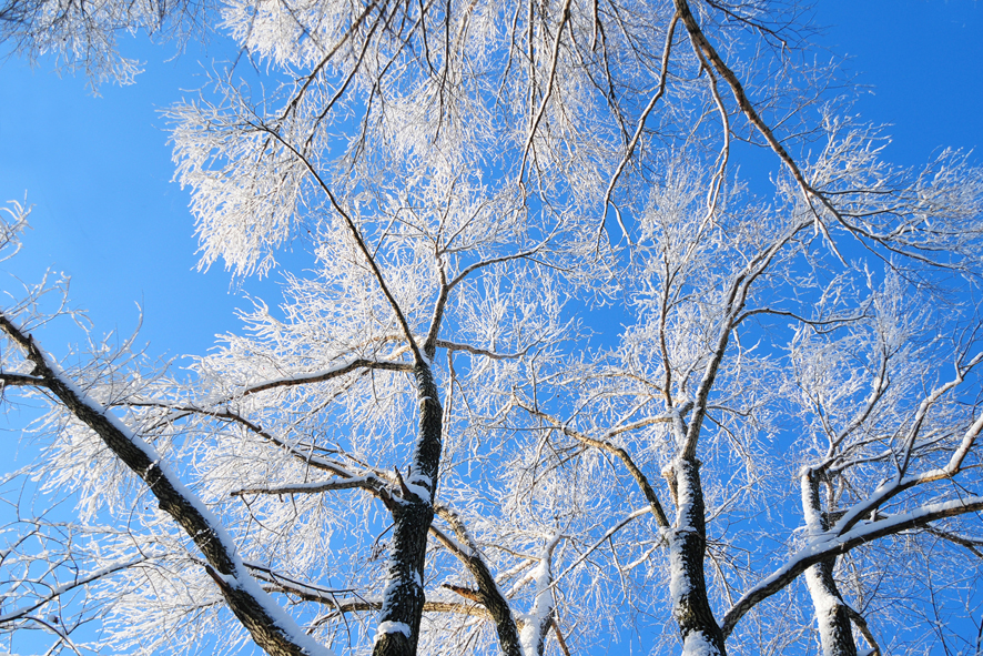 Фото жизнь - Котляров Николай - корневой каталог - чудеса зимнего леса