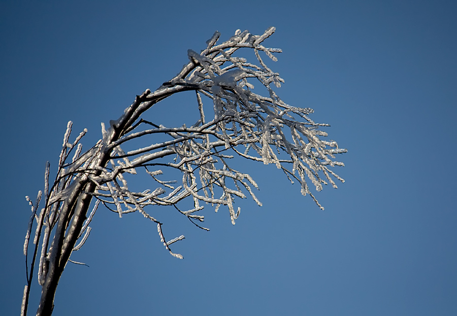 Фото жизнь (light) - Наталья Кузнецова - Природа - В рождественское утро