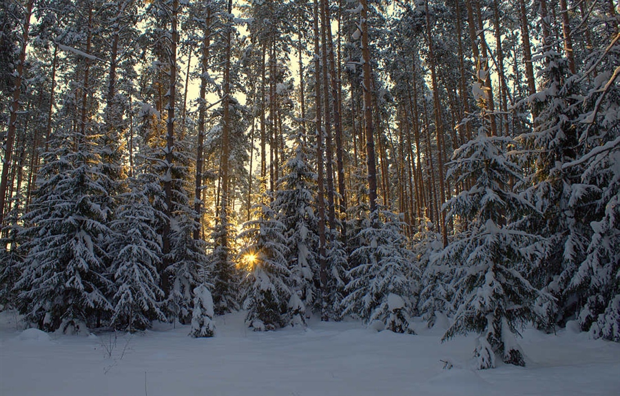Фото жизнь