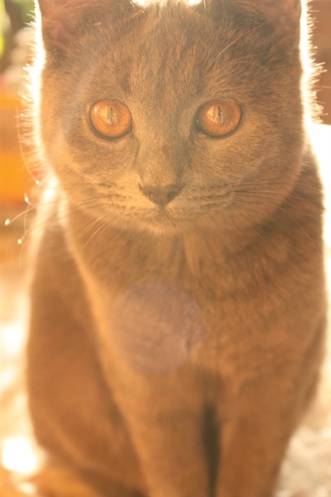 sultan