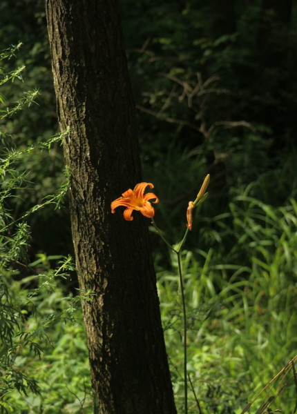 Фото жизнь (light) - Sema Filina - корневой каталог - в чаще лесной