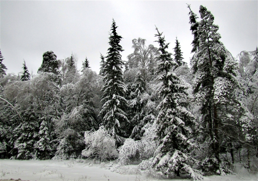 Фото жизнь