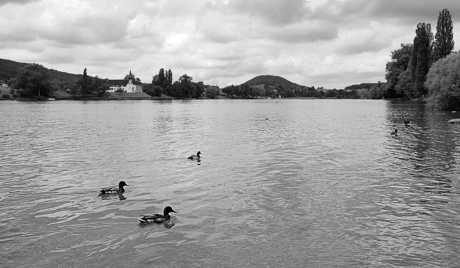 Фото жизнь (light) - Siam - Швейцария - Штайн ам Райн. Уточки