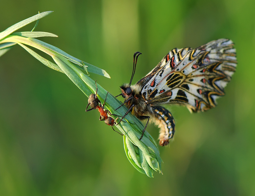 Фото жизнь (light) - Татьяна Аверина - Макрушки - Будем знакомы,Мадам?..)
