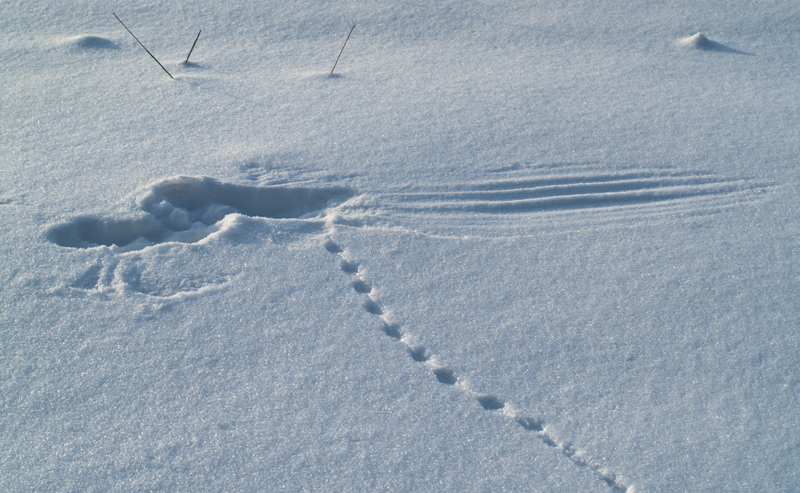 Фото жизнь (light) - Пазюк Константин - корневой каталог - Миг