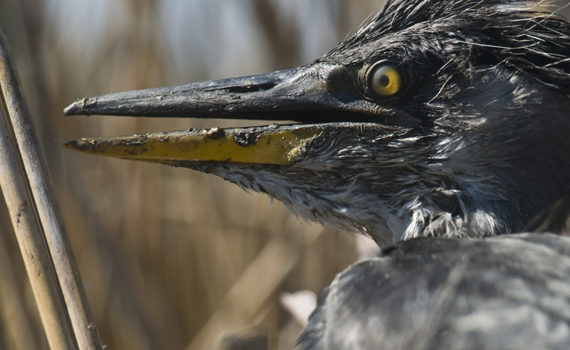 Фото жизнь (light) - Пазюк Константин - корневой каталог - замарашка
