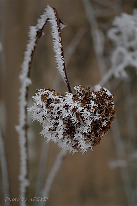 Преклонность гортензии