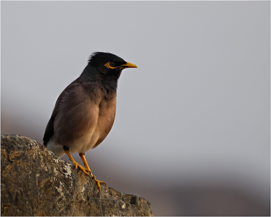 О том как Желторотик новый день встречал)