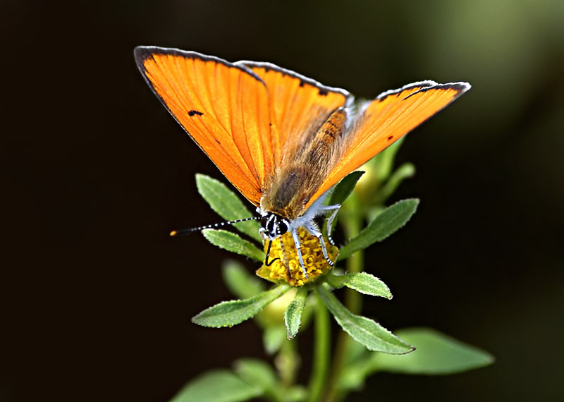 Фото жизнь (light) - Чепленко Алексей - корневой каталог - Червонец
