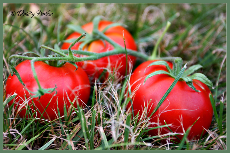 Фото жизнь (light) - DMITRY FOMKIN - NATURE - лето...