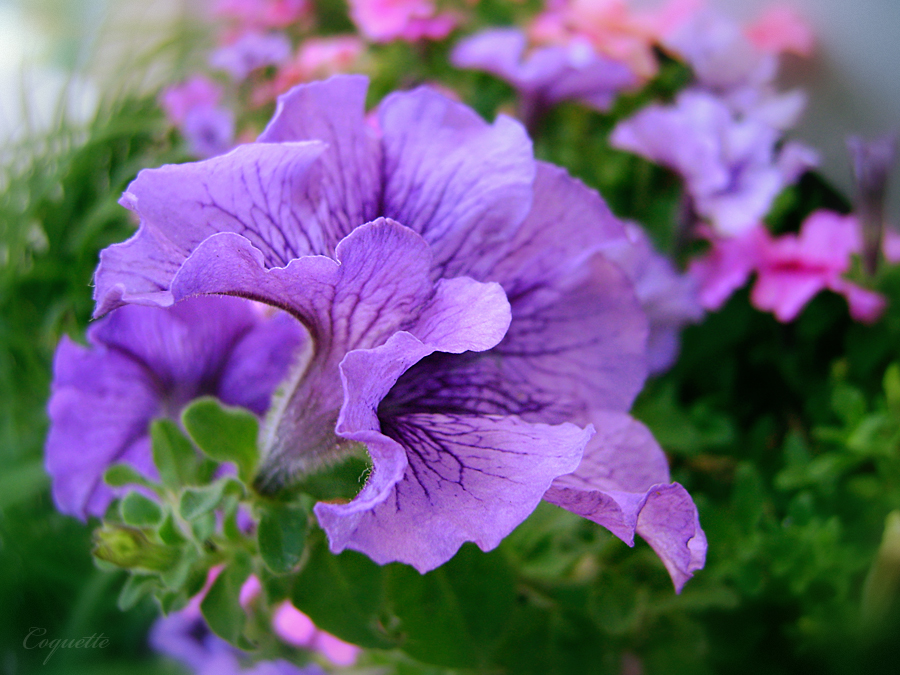 Фото жизнь - Mari-Maksimova - флора - flower soft