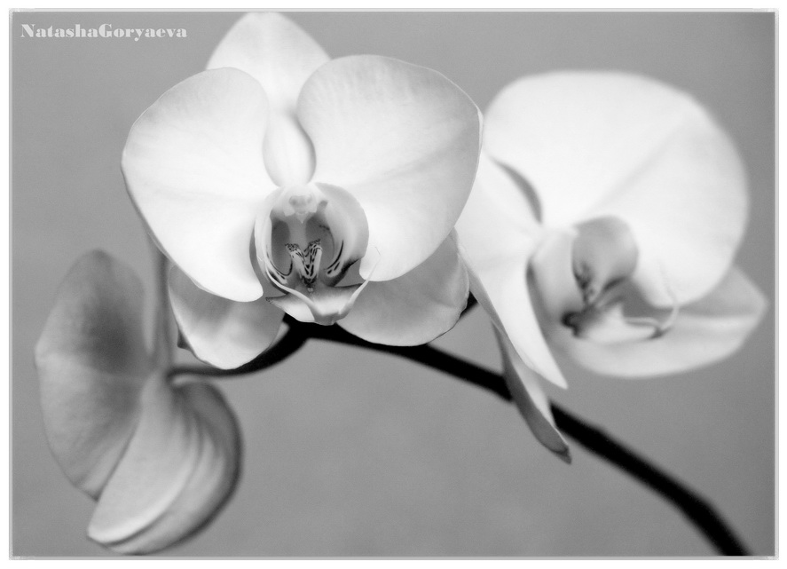Фото жизнь (light) - Наталья Горяева-Серёгина - Цветы - Орхидея