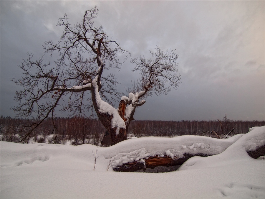 Фото жизнь