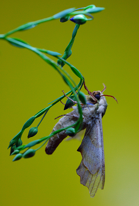 Фото жизнь (light) - Татьяна Петрова - Кто не спрятался - *