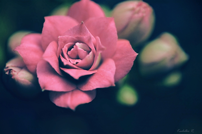 Фото жизнь (light) - Ruslana Kudelko - корневой каталог - Нежный цветок