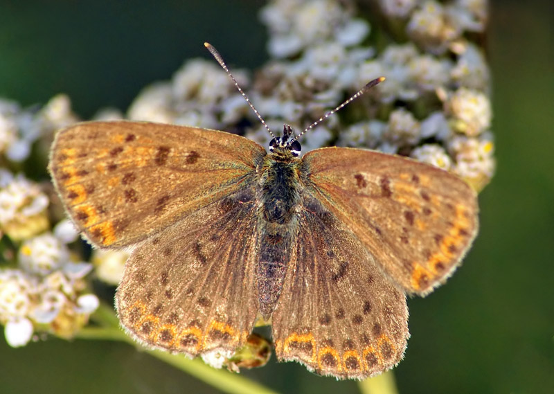 Фото жизнь (light) - Чепленко Алексей - корневой каталог - ***