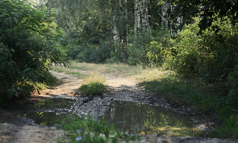 Фото жизнь (light) - CKira - корневой каталог - лето. полдень
