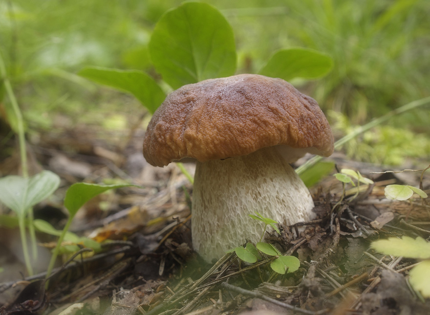 Фото жизнь (light) - Boris_ - природа - главный гриб