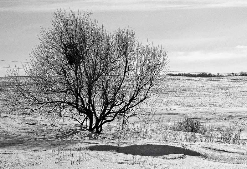 Фото жизнь (light) - Дмитрий Бахтиаров - корневой каталог - ...черно-белая зима