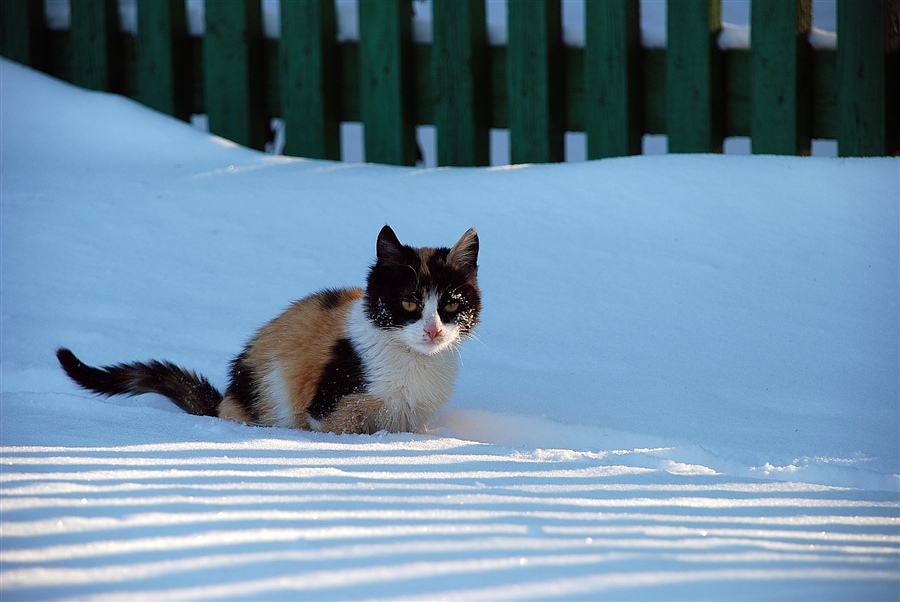 Фото жизнь